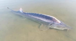 MONSTERFISH