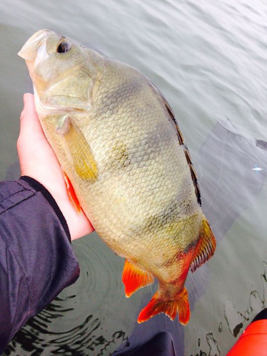 Baars 51 CM