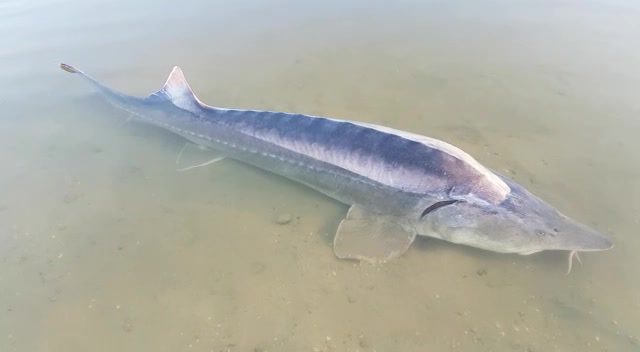 MONSTERFISH
