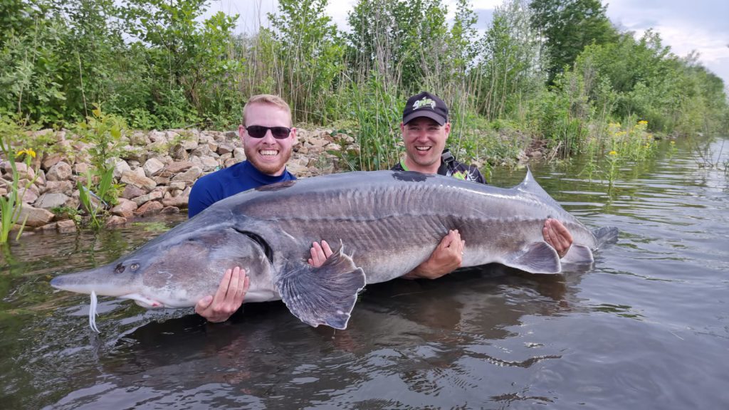Wederom nieuw meerrecord Beluga: 2.42 meter