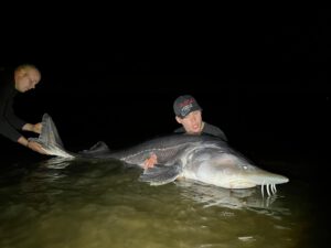 1-11-22 Nieuw meer-record steur 2.45 meter